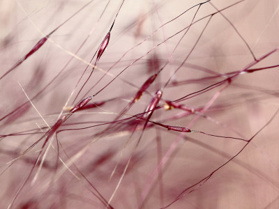 Gulf Muhly Grass的宏