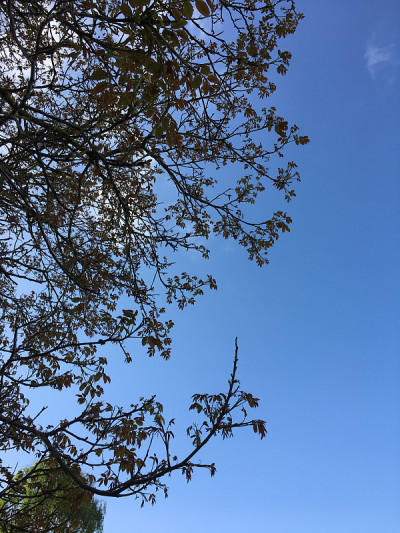 普通核桃树在2018年5月下旬开花
