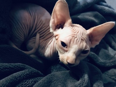 Sphynx