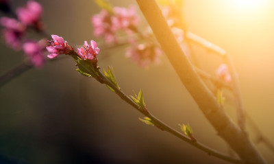 桃花