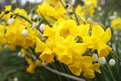 花