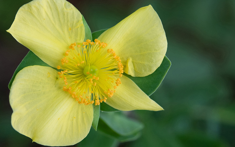 圣Johnswort