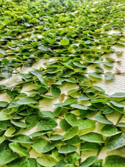 白色墙上的绿色无花果或攀缘无花果的特写