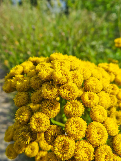 檀香(Tanacetum vulgare, Common Tansy, Cow Bitter，艾蒿)