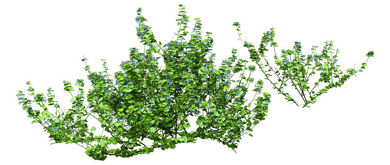 三维插图speedwell植物在白色