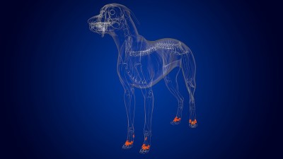 近端指骨狗骨骼解剖医学概念3D