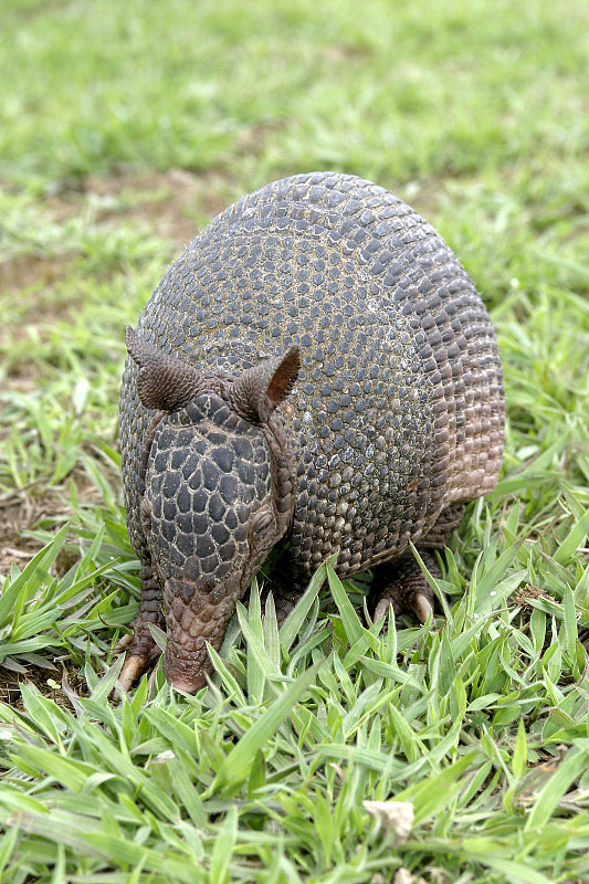 大草原长嘴犰狳