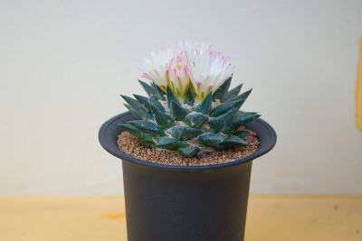 盆中仙人掌和花