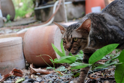 寺庙的猫