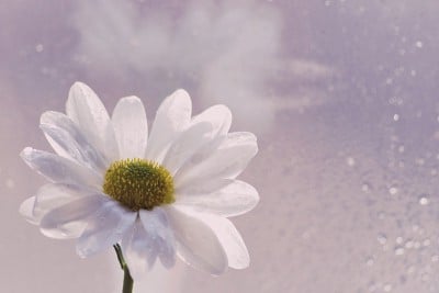 小雏菊