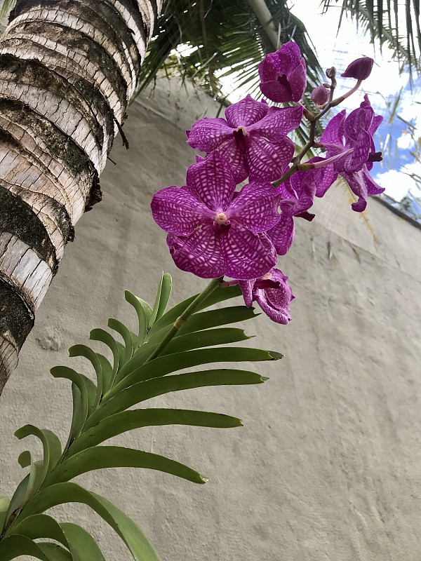 美丽的兰花