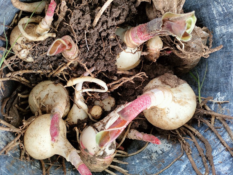 何首乌(Haemanthus multiflorus)块茎在锅中，纹理背景