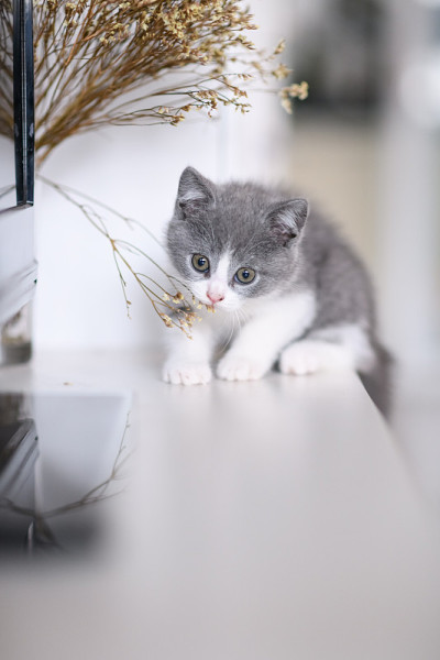 可爱的小猫在室内玩耍