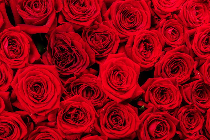 Red roses background