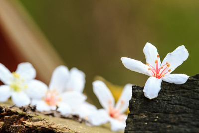 桐花落