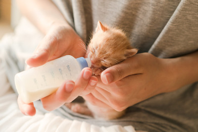 给小虎斑猫喂奶