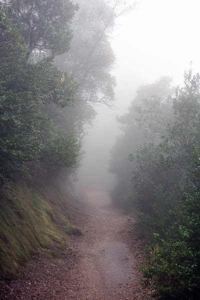 蒙塞拉特修道院附近山上的晨雾。西班牙。