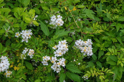小桑园，嘎白花