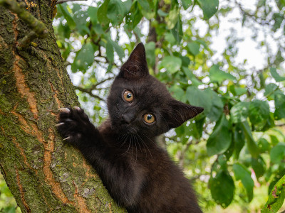 有趣的是，小黑猫坐在树上。