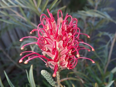 Grevillea banksii