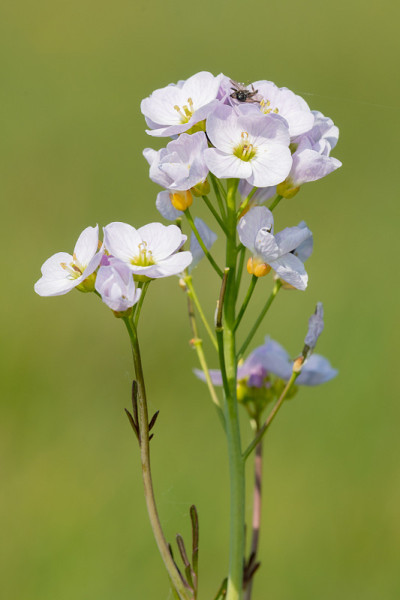 白花酢浆草(cardamine pratensis)