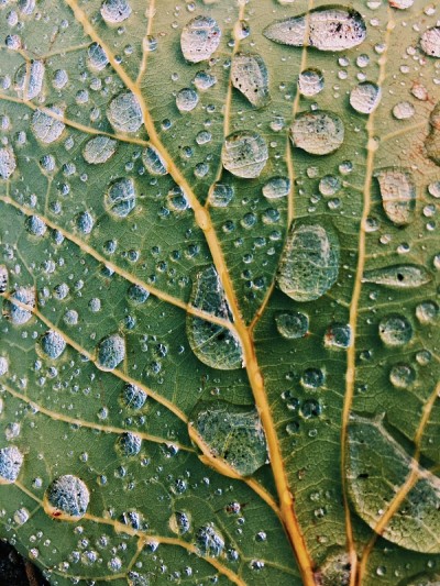叶上静水
