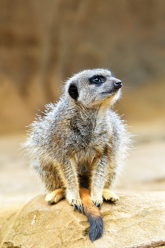 猫鼬或猫鼬(Suricata suricatta)是属于猫鼬科(her鼠疫科)的一种小型食肉动物。它