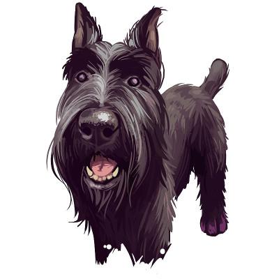 标准雪纳瑞Mittelschnauzer纯种家养动物来自德国数字艺术。德国长毛狗，水彩画肖像