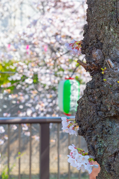 日本东京目黑河的樱花盛开季节