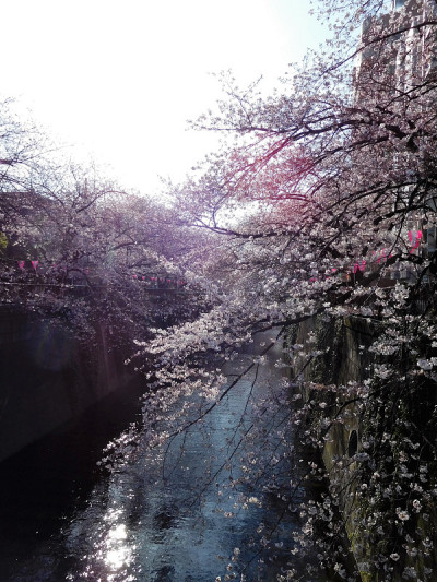 樱花开到河面