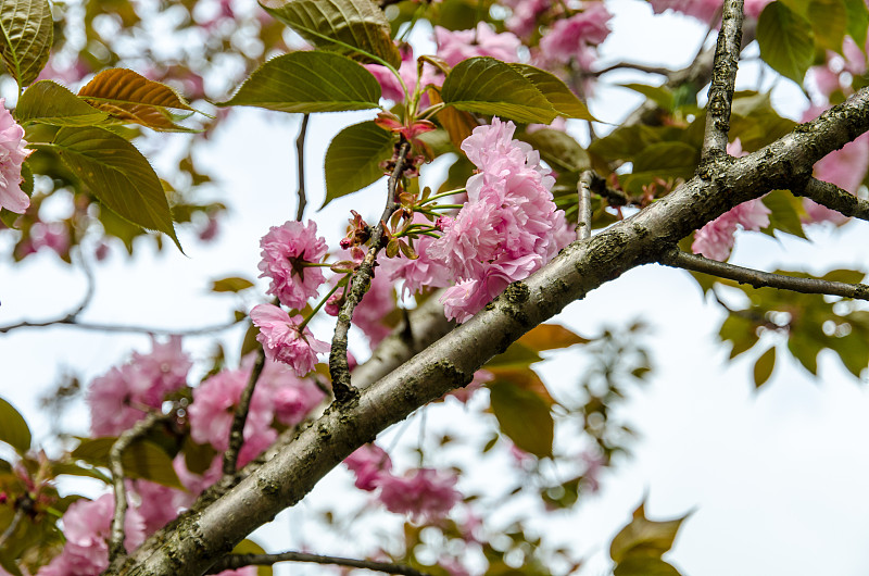 樱花