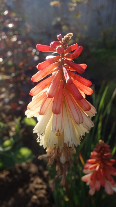 火钳花