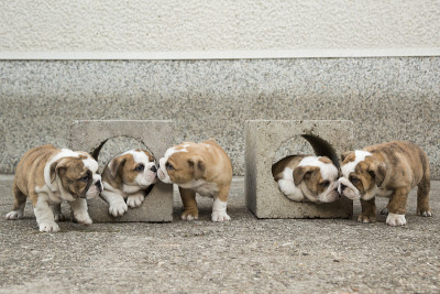 可爱的英国斗牛犬幼犬