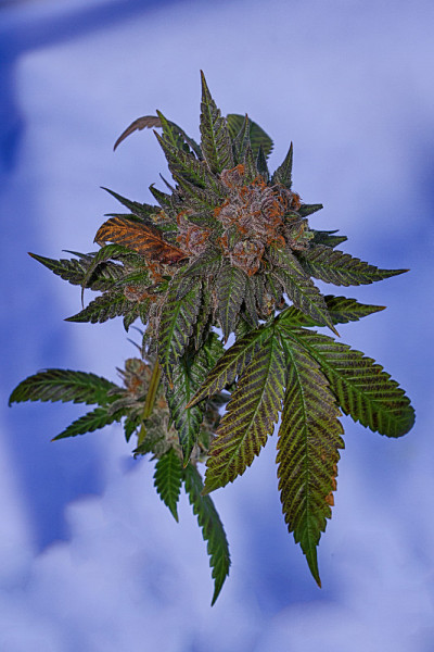 飞行的芽