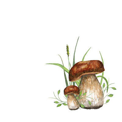森林蘑菇。经典的牛肝菌属菌类。