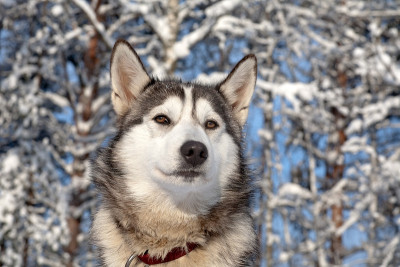 雪橇犬特写