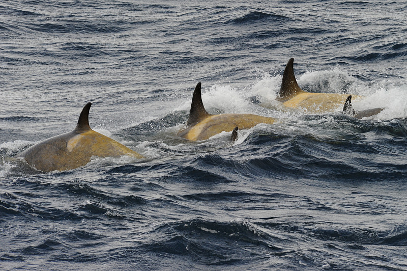 逆戟鲸或虎鲸(Orcinus orca)