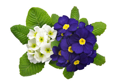 月见草