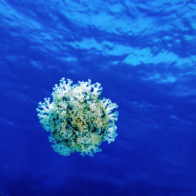 红海的珊瑚礁。