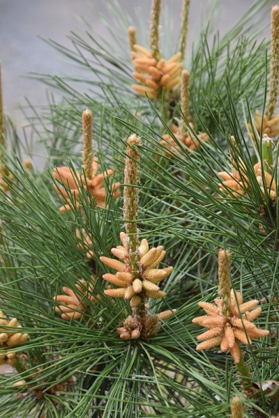 松树花