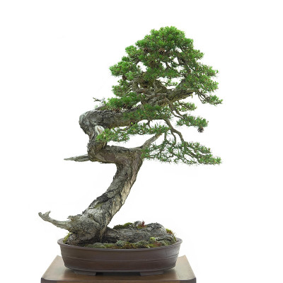 苏格兰松树盆景