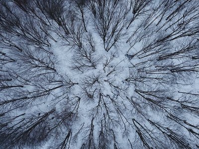 积雪覆盖的森林地面