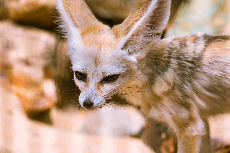 Fennec狐狸