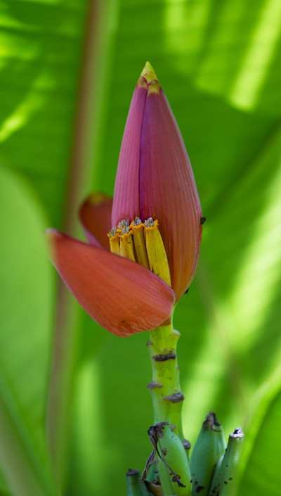 香蕉花