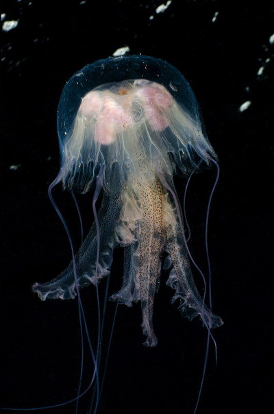 地中海海洋生物