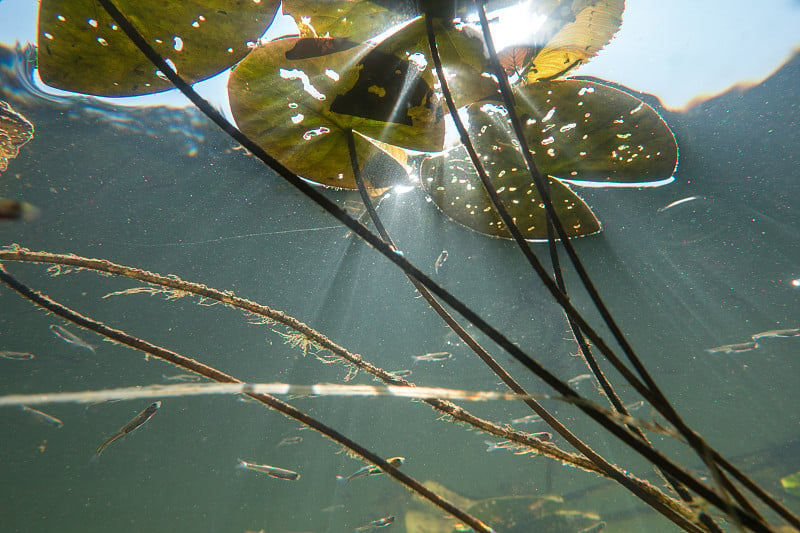 水下河流景观与百合和阳光