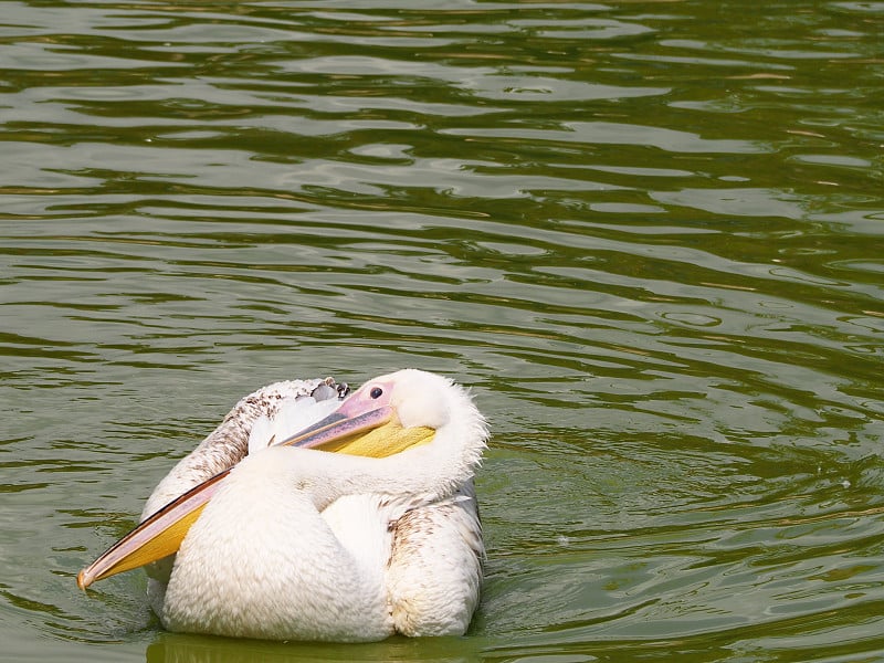 大白鹈鹕(学名:pelelecanus onocrotalus)