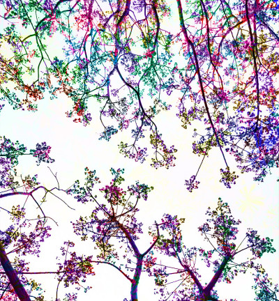 七彩春树花开，抽象自然概念插画。