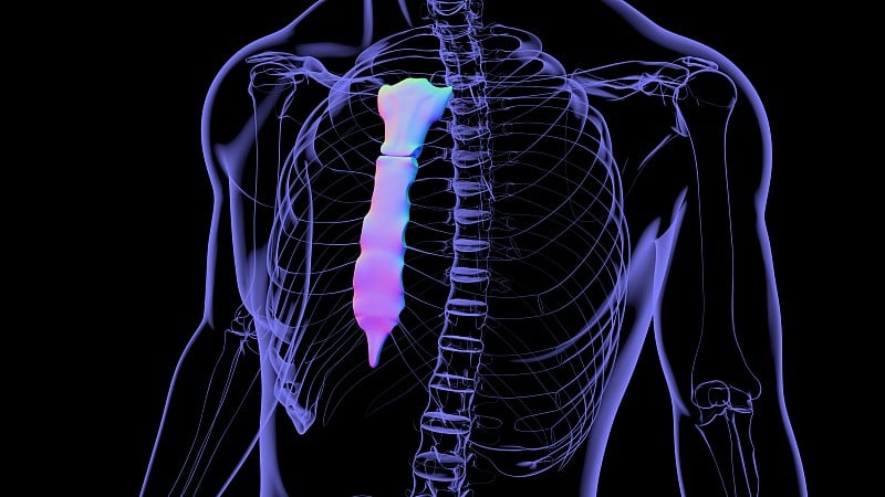 人体骨骼、胸骨解剖学的医学概念