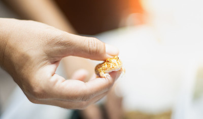 阿根廷角蛙或吃豆人蛙是最常见的角蛙品种。
